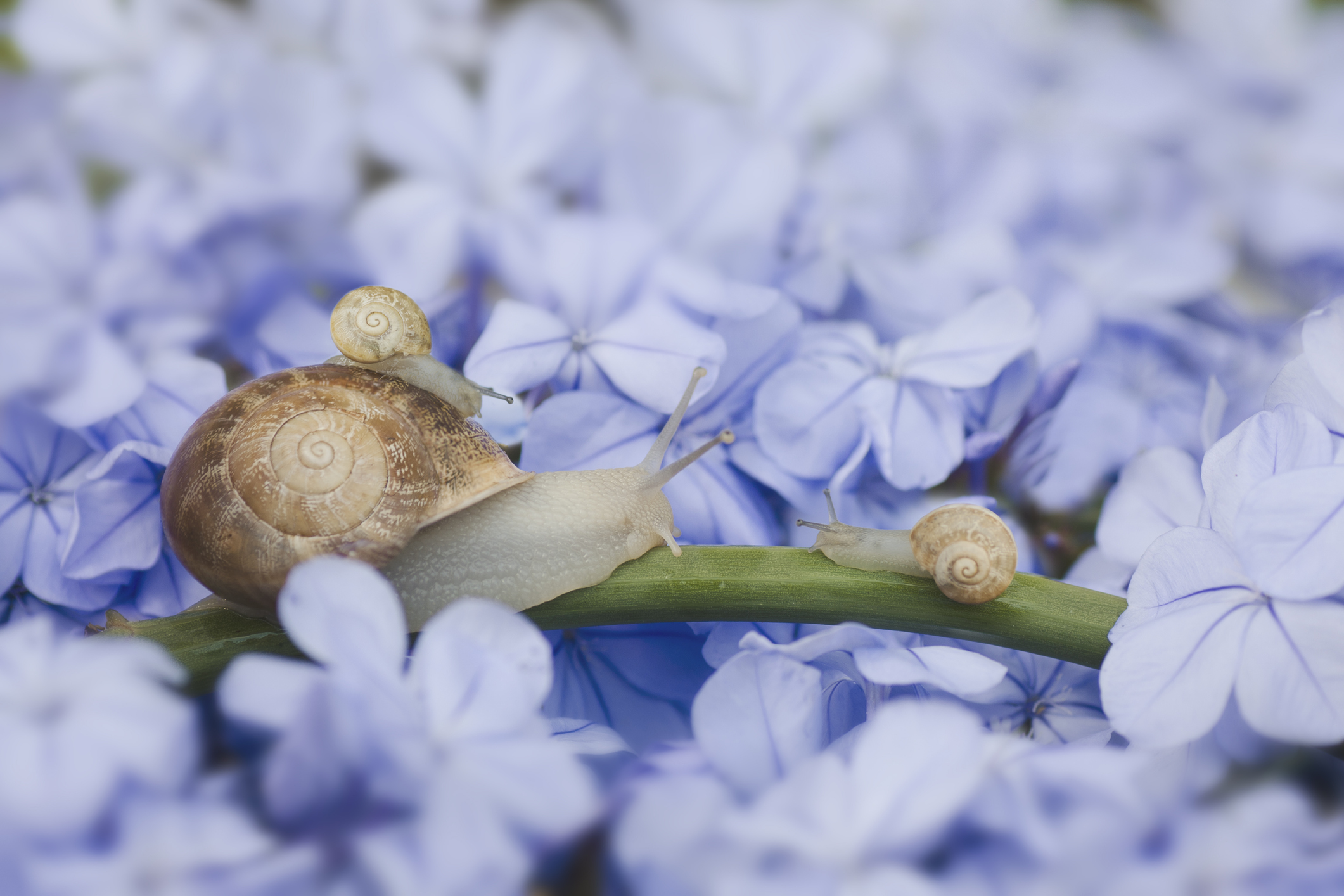Que mange les escargots ? MOMES — free download