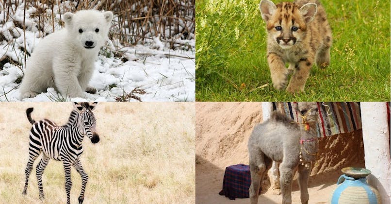 Top 19 Des Bebes Animaux Les Plus Mignons Momes Top 19 Des Bebes Animaux Les Plus Mignons Momes