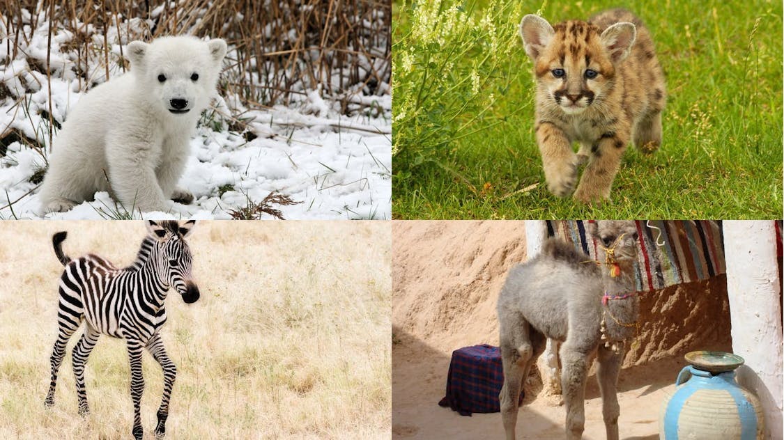 Top 19 Des Bebes Animaux Les Plus Mignons Momes Net